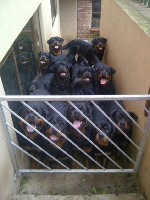 lolfactory:  You came to the right neighborhood, friend ➨ funny tumblr ✚follow