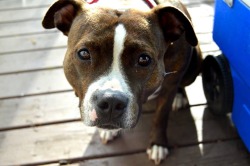 handsomedogs:  My big sweet psycho. Sometimes