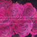 havekat:Deep In The PinkWatercolor on Black Paper 2021, 12"x 9"Pink Roses 