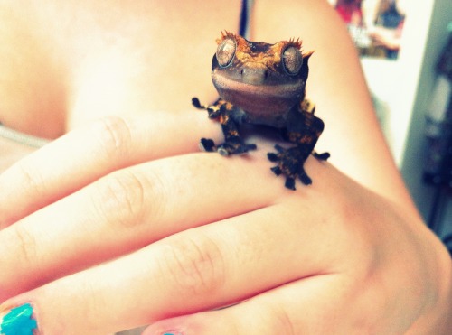 zooophagous:  battlesuit:  beautiful baby  Geckoooooo 