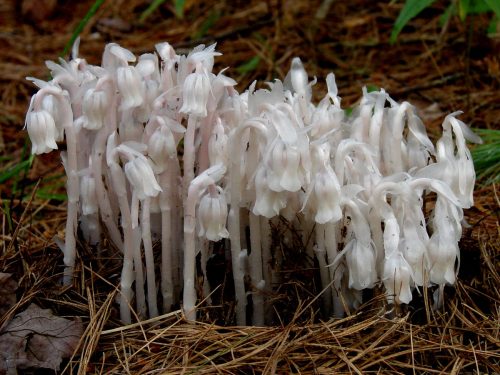 pukakke: Monotropa uniflora, (also known as the ghost plant, Indian pipe, or corpse plant) is native
