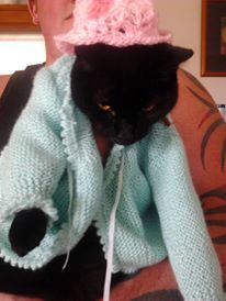 derpycats:  My cat loves to model the clothes