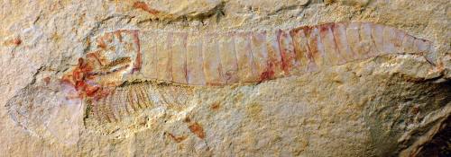 A Cambrian nervous system, fossilised #FossilFridayThings tended to preserve better in the early day