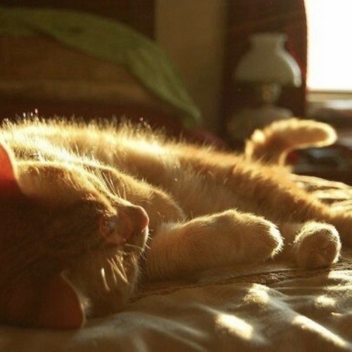 Early Mornings ♡