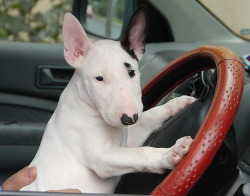 educatebeforeyoudiscriminate:  Bull Terrier