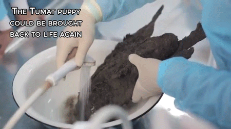 rarerespite:  oldbluedog:  sizvideos:  This 12,400 years old puppy could be brought