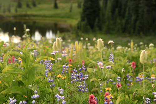 burningmine:Naches Peak Loop, August 2020