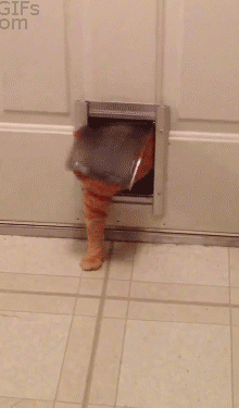 cute-overload:  Chubby cat is stuck! :0http://cute-overload.tumblr.com