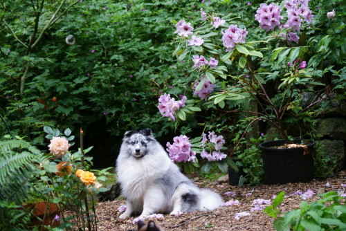 running-dog:  Coba and flowers.  He is a fluffy little garden spirit.  …also, I love both this rhododendron and this rose.  It is really great to have them both blooming at once! 