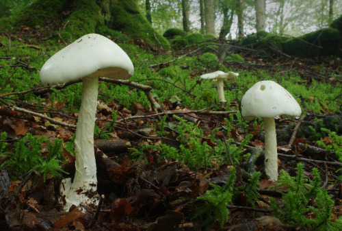 Amanita virosa - a very poisonous, pure white mushroom seen here in woods on the isle of Ulva, last 