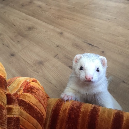 cannonball-the-ferret: Look at my handsome boy. @decomprosed …soon