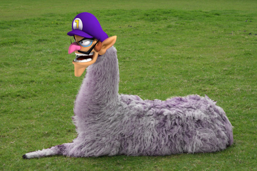 exodecai: I present to the world an ultra rare form of the popular Llama….. the Wallama