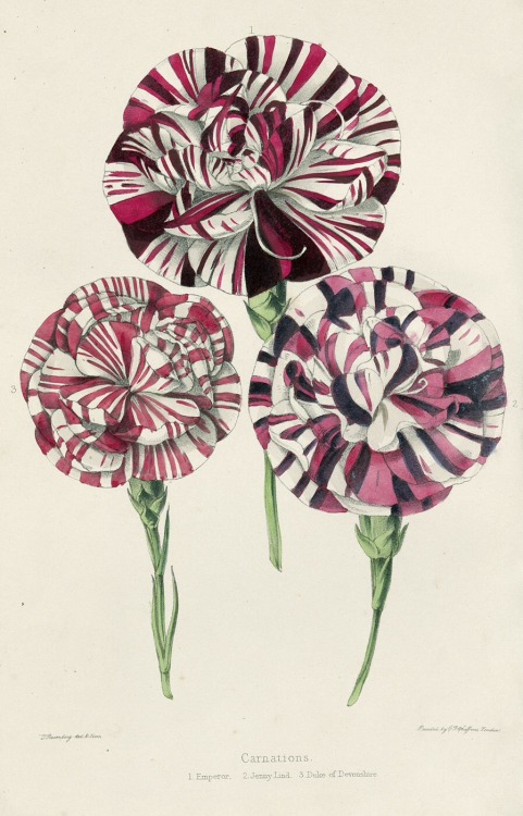 Carnations – The Florists’ Guide and Gardeners’ and Naturalists’ Calendar. By William P. Ayres, 1850