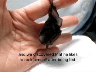 gifsboom:Video:  Cute Baby Bat