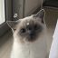 percysbluecookies009