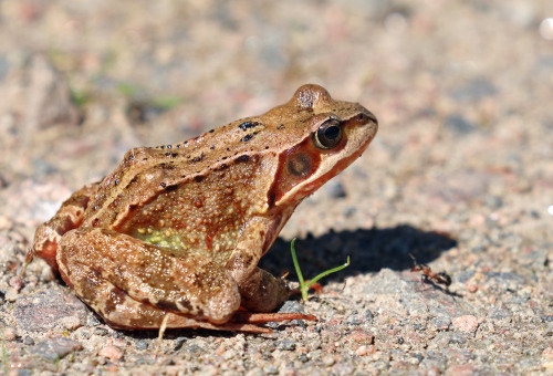 A charming frog (Rana temporaria).