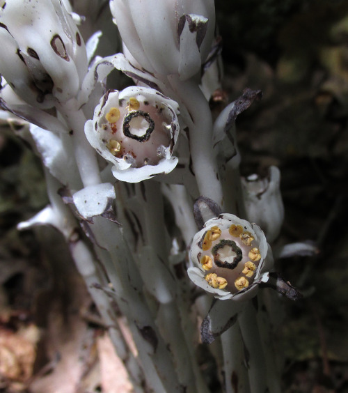 microcosmicobservations:Monotropa uniflora7-15 at State College, PAVia: Wikipedia - Unlike most plan