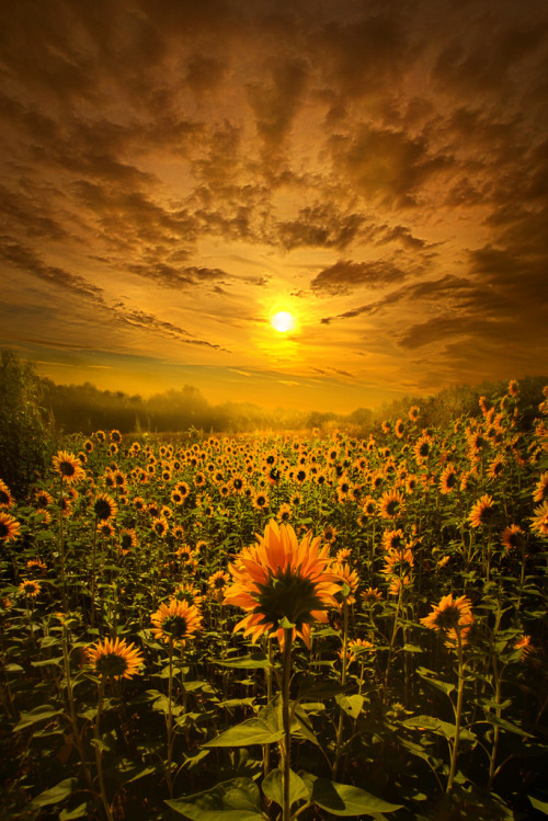 floralls: Wisconsin Horizons by Phil Koch