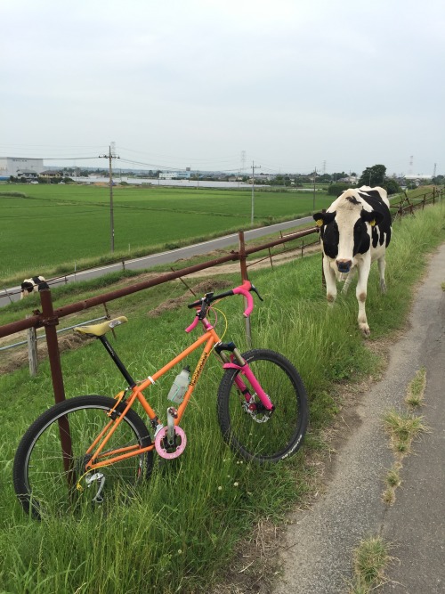 xizang325: 2015/6/13　　利根川サイクリングロード　久々に牛さんの帰宅に遭遇！！近い、近いよ！！ココは観光牧場ではありません！利根川河川敷、土手の上のサイクリングロード。時間になると