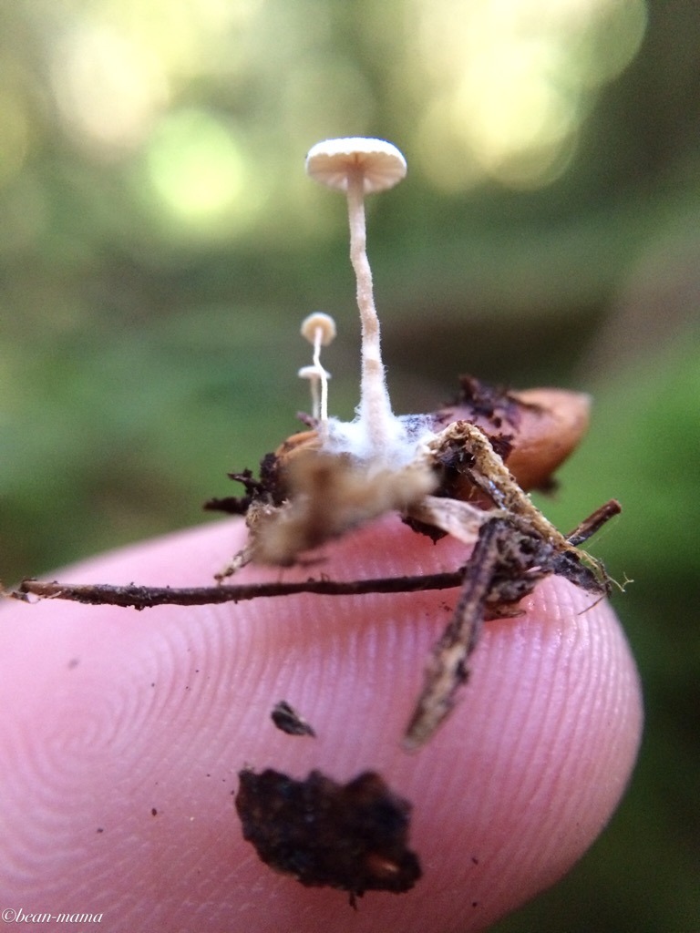 mooonkid:  bean-mama:  Tiny enough to fit on my fingertip   Ahhh!!!!