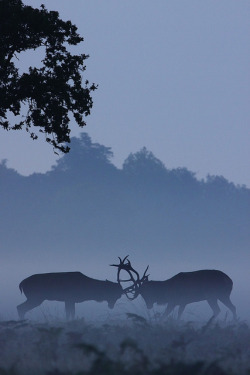 brutalgeneration:  Red Deer Stags Rutting, Richmond Park, Surrey by craig.denford on Flickr.