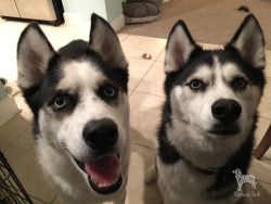 huskyhuddle:  HEWWO WE HEARD YOU HAD PIZZA