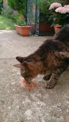 darylfranz:  イギリスの猫にカツオ節をあげた結果ｗｗｗｗｗｗｗｗｗｗｗｗｗｗｗｗ