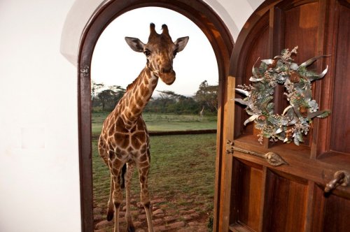 end0skeletal:  Ten giraffes roam the grounds freely at Giraffe Manor in Nairobi (Full Story Here)
