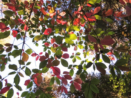 deanschlichting:  Pacific dogwood leaves, Oregon USA