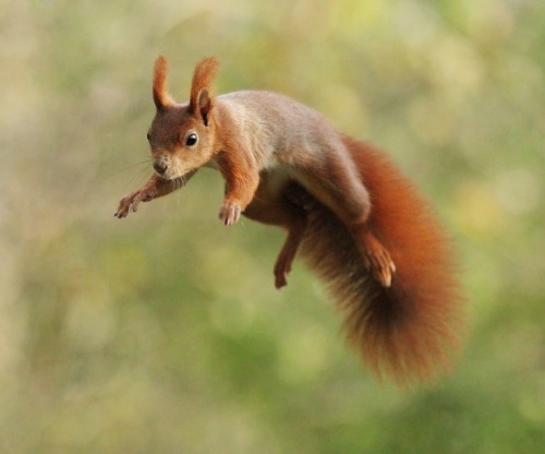 beautiful-wildlife:Flying Squirrel by Julian Rad