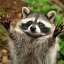 pan-racoon