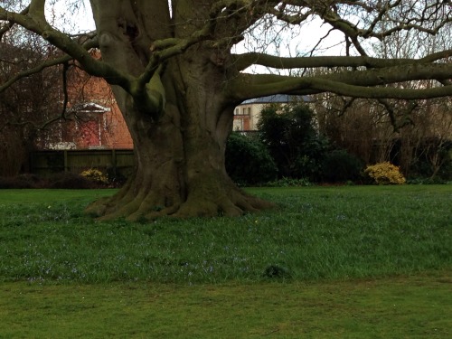 whiskey-roses: We went to the Abbey gardens today and the flowers made me so happy