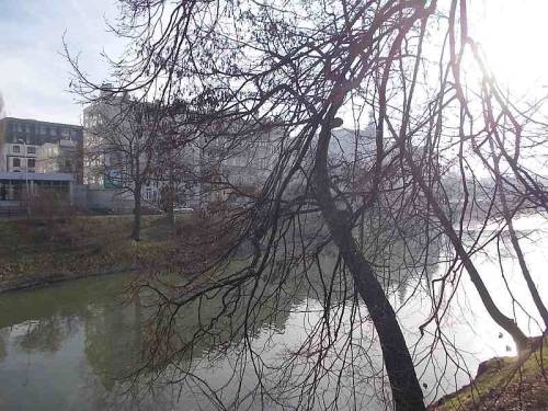 Trees along a pond in the city Wroclaw, Poland.