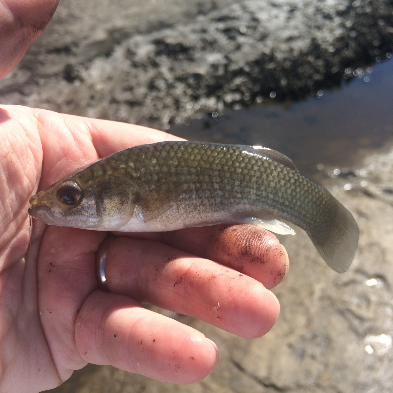 Fish I Have Caught — Levy County