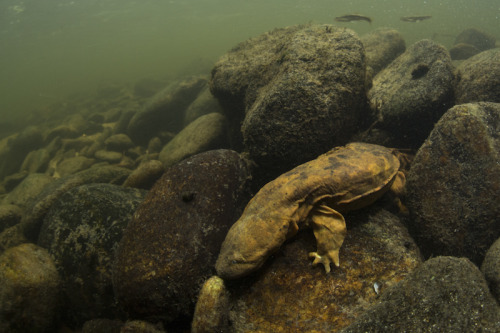 zsl-edge-of-existence:The eastern hellbender has gills when it is in its larval form, but develops l