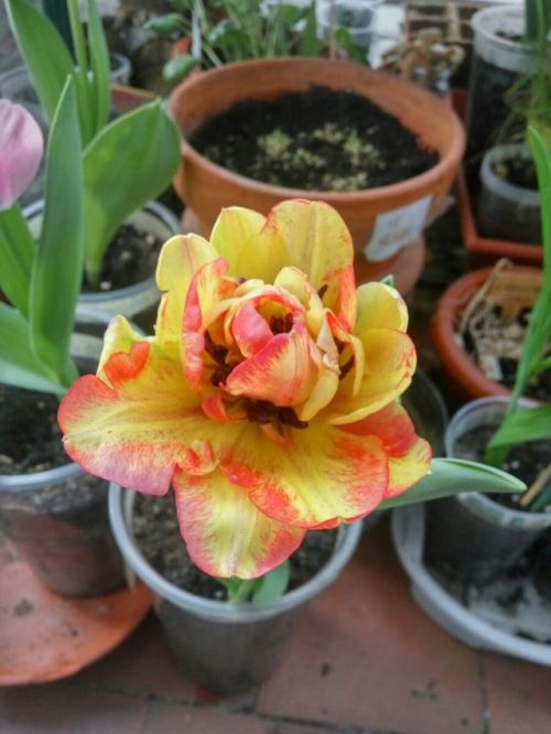 31/March/2017The freesias, tulips and hyacints are blooming in my balcony :)