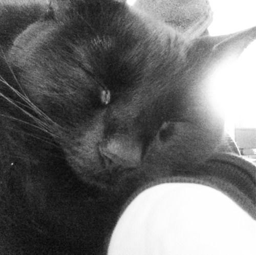 It&rsquo;s ok, I don&rsquo;t need my hand or lap back #Freyja #humancatbed #blackcat