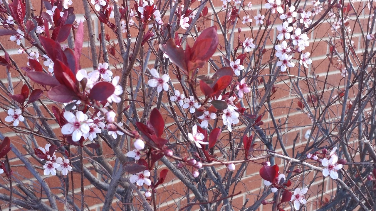 This bush randomly started blooming and i have no idea what it is. It kinda looks