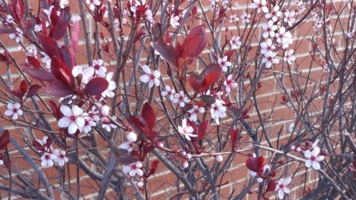 This bush randomly started blooming and i porn pictures