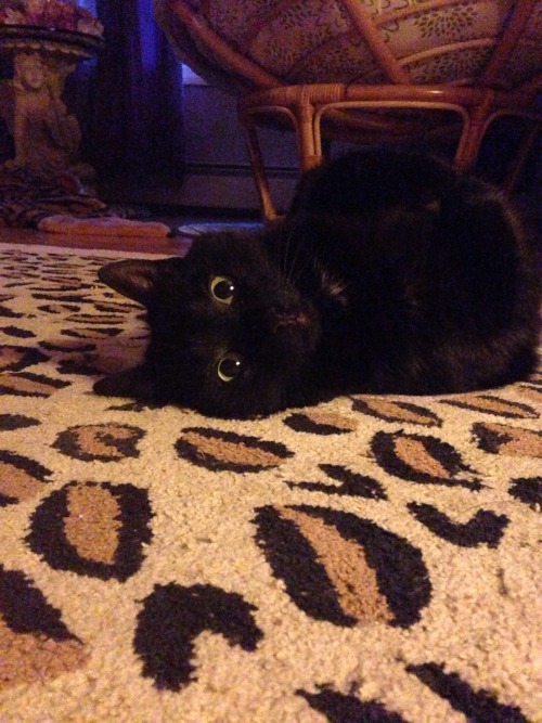 mostlycatsmostly:aprettyfacevampireMy cat is weird