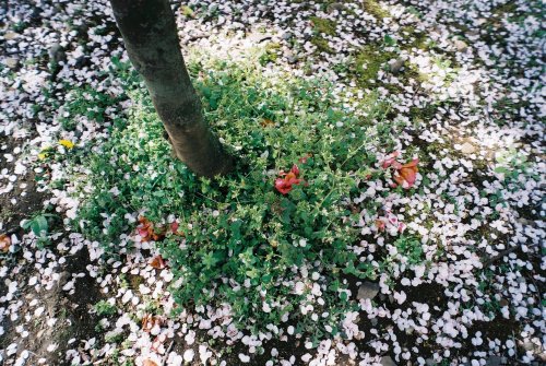 snapsandcigarettes: spring sprung / cherry blossoms 2 —See full set here : spring sprungThis is 