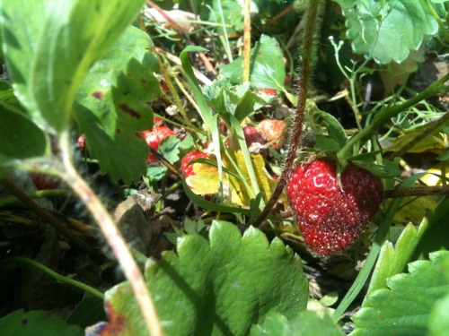 Shots from the garden today; strawberries, raspberries and apples! Some are ready for picking (and s