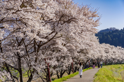 長閑な春の日