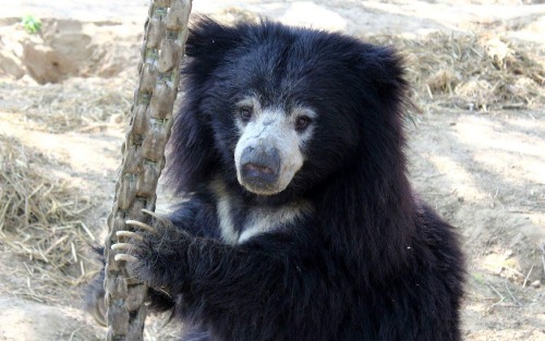 fridaybear:  IT’S FRRRRIIIDAY. Make your weekend amazing.Here’s a video of some sloth bears at the San Diego Zoo. Just ‘cuz.Stay safe. Stay healthy. Stay kind. Wear a mask. Be rad. <3- - - - -Photo via OneGreenPlanet