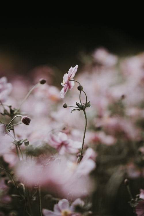 drxgonfly:Soft pink anemone florals (by Annie Spratt)