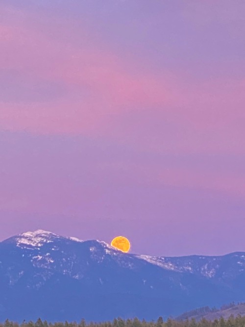 XXX softwaring:Super pink moonrise tonight over photo