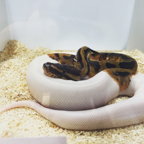 cutereptiles: livelyspaghetti:  Some of my favourite guys from Snake Day!  So many cute snoots! :]