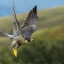 procrastinating-falcon