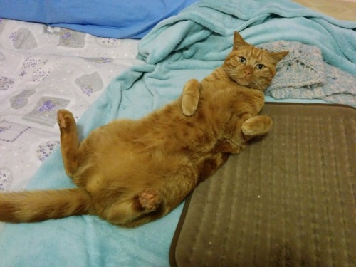 Here I am, the king of comfy!