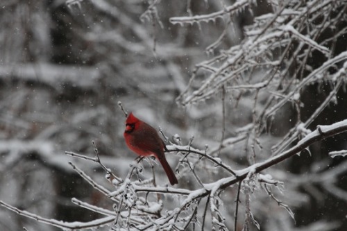 awkwardsituationist:photos of cardinals after an ice storm by mike seger, rich mayer, eric lawton, g
